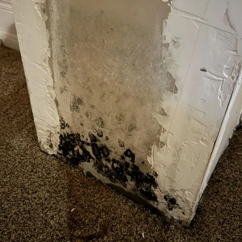 Professional Mold Removal in La Plata, MD